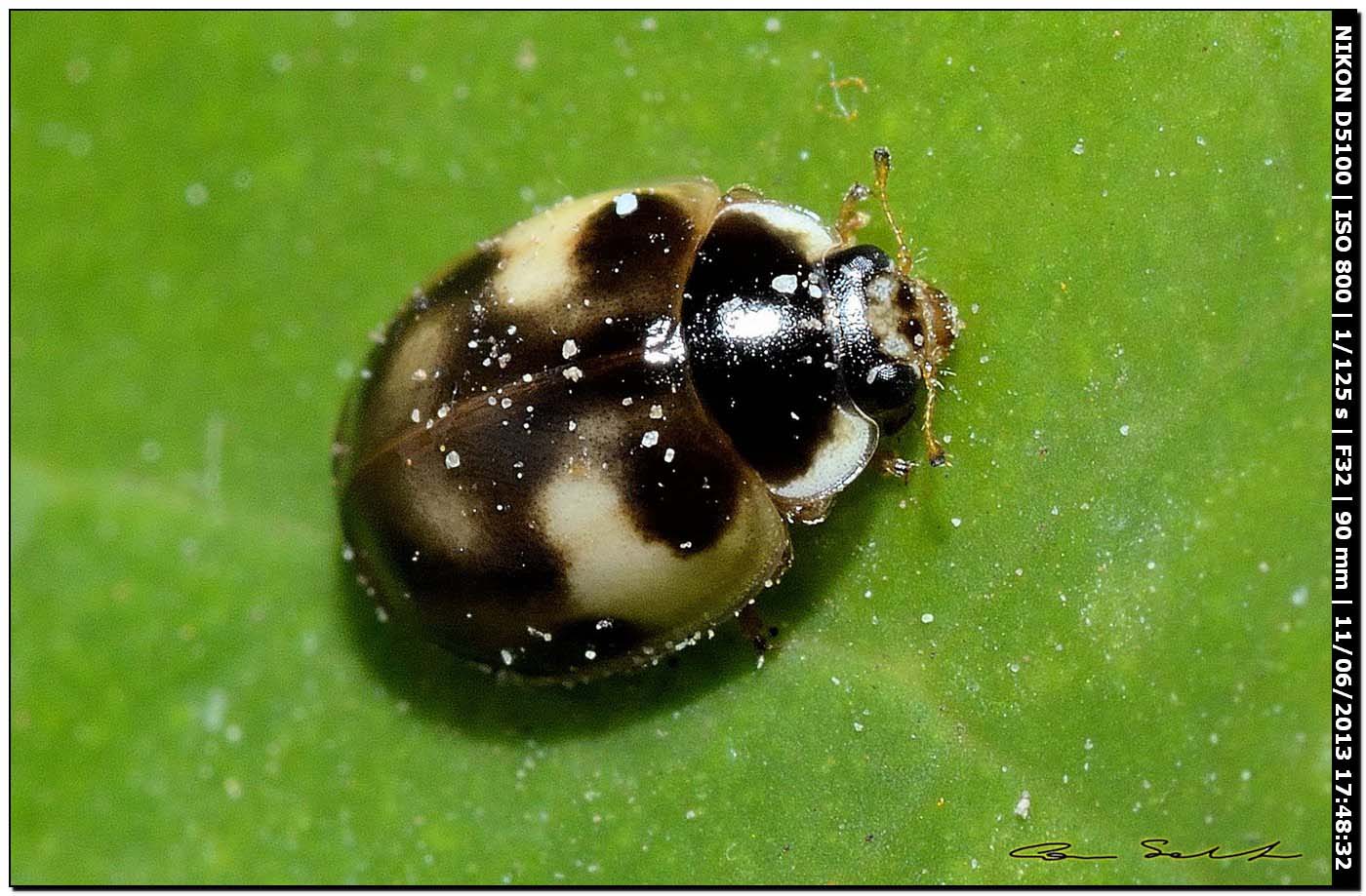 Coccinellidae da id.